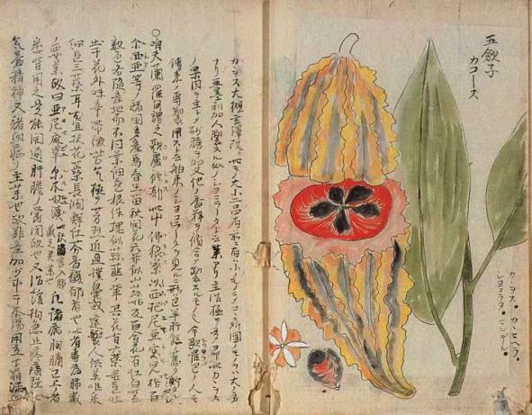 Cocoa plant from Ueinman shasei ryaku (1818), National Diet Museum, Tokyo