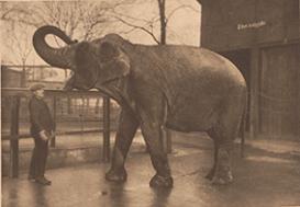 A twenty-six-year-old female Asian elephant