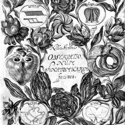 Frontispiece of Steno, De musculis et glandulis (Copenhagen, 1664). Source: Wellcome Collection.