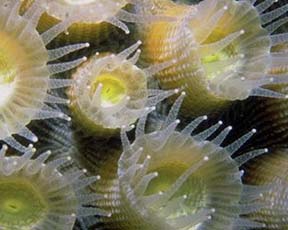 Coral polyps symbiosis