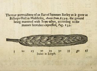 Plat barley stalks, 1594.