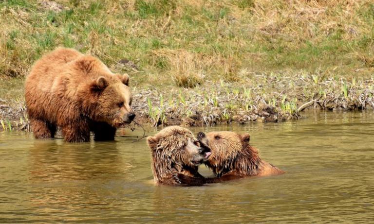 Abb. 2: Die Rückkehr der europäischen Braunbären in die Alpenregion bringt es mit sich, dass Menschen etwas über das Zusammenleben mit Bären lernen müssen. Alexas Fotos/Pixabay.
