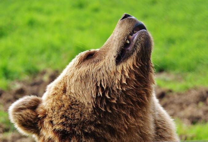 Abb. 3: Die in den Alpen wiederangesiedelten europäischen Braunbären rufen fremdenfeindliche Regungen hervor. Pixabay.