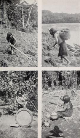 Amazonian women preparing beer