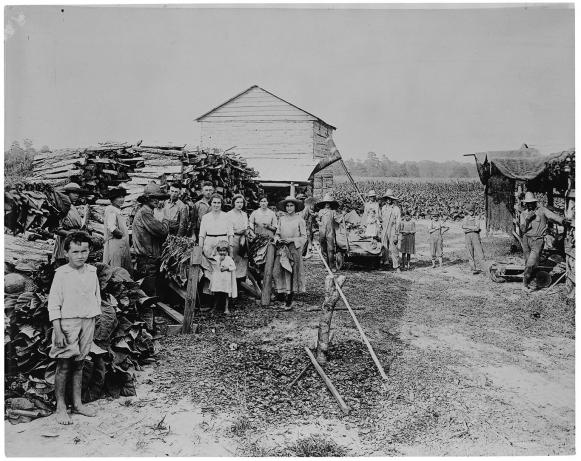 tobacco farm