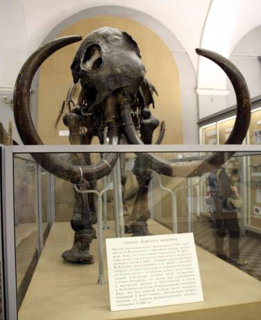 The Lena River Mammoth