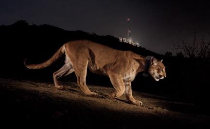 Mountain Lion