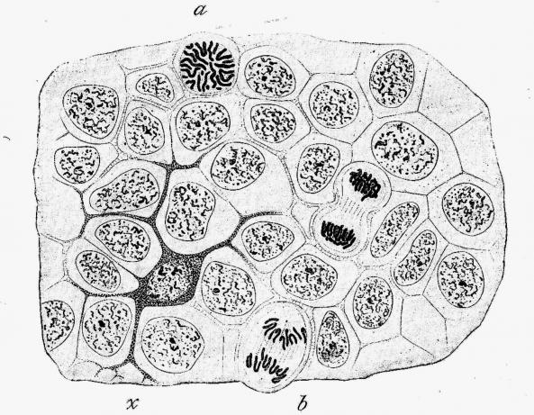 Histological Preparation of Skin Cells