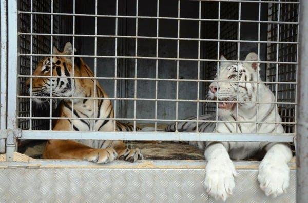fs10_conversation_marianna_szczygielska captive tigers