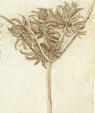 Sedge (c. 1510) is a drawing by Leonardo da Vinci. Source: http://www.drawingsofleonardo.org