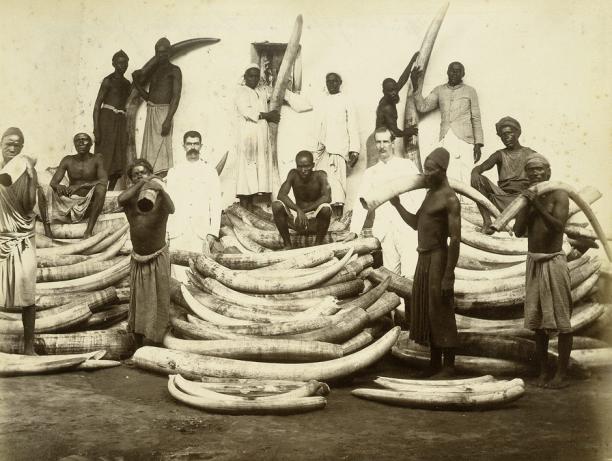 Fig. 4. Ivory trade, East Africa, 1880s/1890s. Source: www.bassenge.com