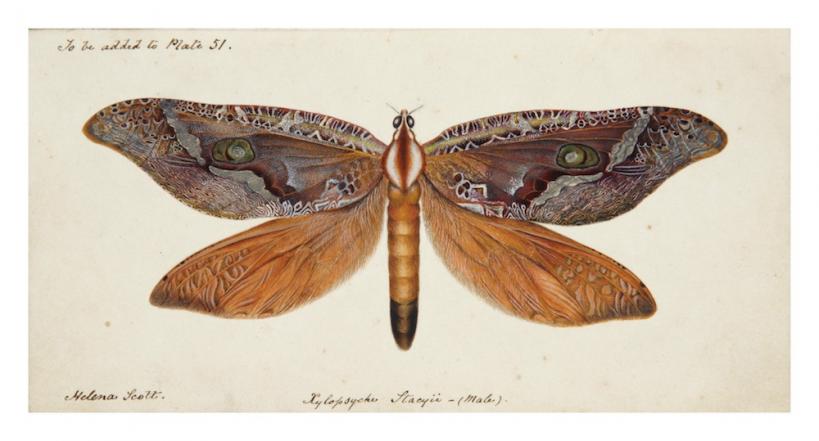 Xylopsyche stacyii Scott, Bent-wing Swift Moth. Watercolour by Helena Scott, 1855