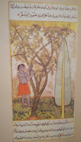 Illustration of a guava tree Hadis-i Nev (Fresh News), 1580s