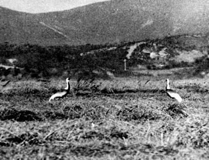 Picture of cranes in the planned area 