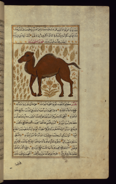 Camel