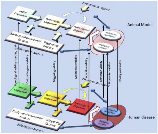 A flow diagram for stages of validation in an animal model of human disease.