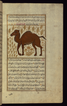 Camel illustration from the Ottoman-Turkish translation of Ajāʾib al-makhlūqāt