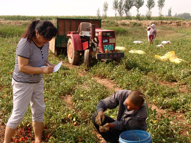 Meteorologist giving climate advice to tomato growers in Inner Mongolia