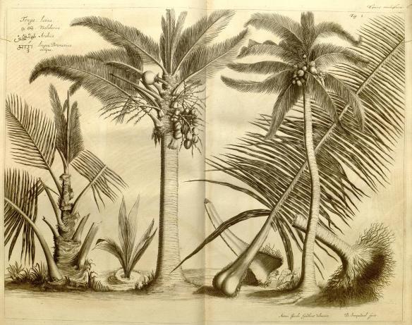 Print of Tenga from Hortus Indicus Malabaricus 