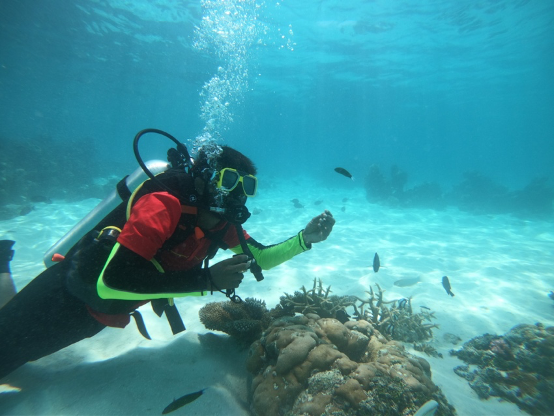 A diver underwater with corals