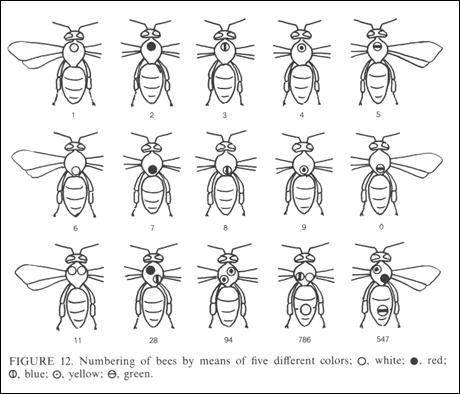 Numbering System: A numbering system based on colored dots painted on the bee’s thorax and abdomen, allowed von Frisch to distinguish and track hundreds of bees. Source: Karl von Frisch, The Dance Language and Orientation of Bees, Harvard University Press, 1993, p. 15.