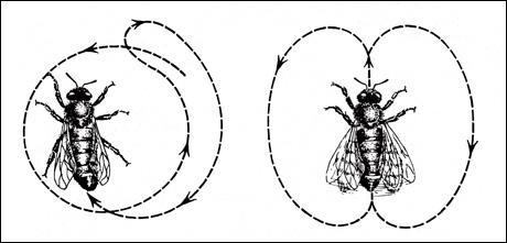 Left: The round dance alerts hive mates to nearby foods. Right: The tail-waggle dance indicates the distance and direction of more distant food sources. Source: Karl von Frisch, Erinnerungen eines Biologen, Berlin, Göttingen, Heidelberg: Springer, 1957, p. 128.