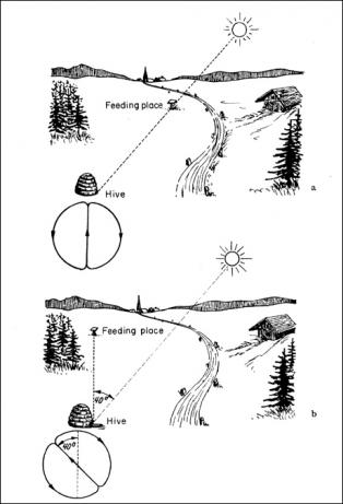 These images show how the forager bee signals the direction of food sources to her hive mates when the food is in a direct line with the sun (top) and when it is at a 40° angle from the sun. Source: Karl von Frisch, Erinnerungen eines Biologen, Berlin, Göttingen, Heidelberg: Springer, 1957, p. 129.
