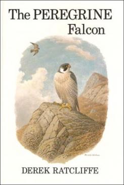 Book cover:  Derek Ratcliffe, The Peregrine Falcon (1980), which helped communicate his scientific findings to a wider audience.