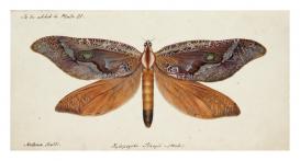  Xylopsyche stacyii Scott, Bent-wing Swift Moth. Watercolour by Helena Scott, 1855