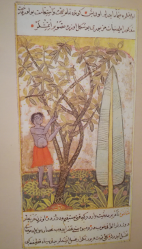 Illustration of a guava tree  Hadis-i Nev (Fresh News), 1580s 