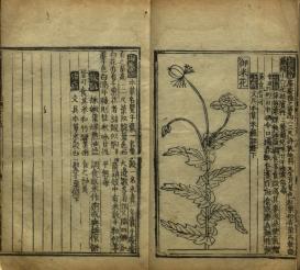 Jiuhuang bencao, 1406 (edition 1555). Library of Congress, Washington DC.