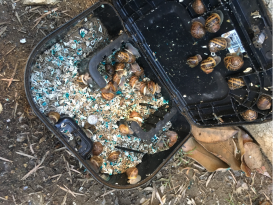 Inside a rodent bait station, Mandeville Canyon, Los Angeles, 2019. Photo by C. Kelty