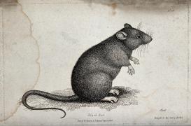“A black rat sitting upright on the ground. Etching by W. S. Howitt”, Courtesy of Wellcome Collection