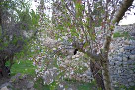 almond_trees_in_bloom