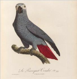 drawing of parrot with label 