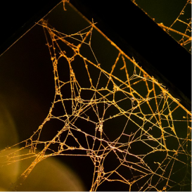 spider web in sunglight