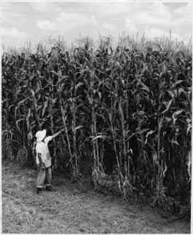 A yield test for hybrid maize in Mexico, 1962. (Rockefeller Foundation, “Yield of hybrid combinations,” 100 Years: The Rockefeller Foundation)