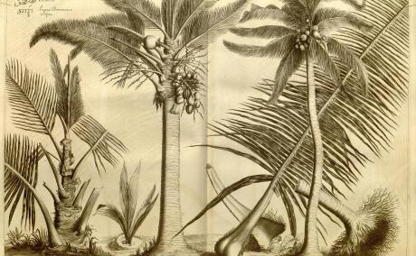 Print of Tenga from Hortus Indicus Malabaricus 