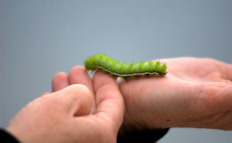caterpillar on someone's hands