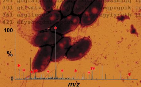 microscope image of bacteria edited with overlay of protein sequence and mass spec graph