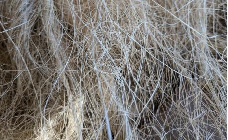 Close-up of processed henequen fibers