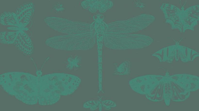 background of insects