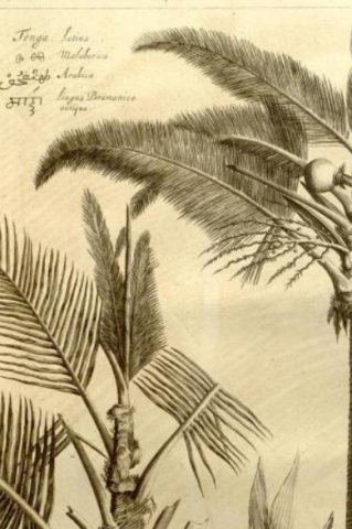 a sketch of palm trees in the Hortus Indicus Malabaricus