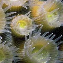 Coral polyps symbiosis