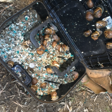 Inside a rodent bait station, Mandeville Canyon, Los Angeles, 2019. Photo by C. Kelty