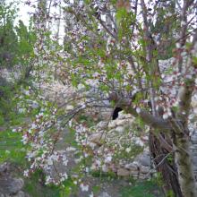 almond_trees_in_bloom