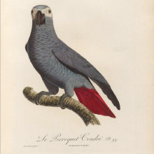 drawing of parrot with label 