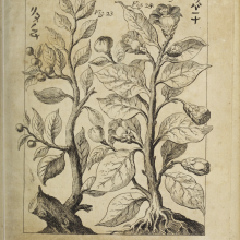 Illustration of the Japanese plant Tsubaki (today known as Camellia japonica) in an observation by Andreas Cleyer in Miscellanea Curiosa. Source: 2 Decuria, 7. 1688 