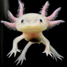 The neotenic, sexually mature axolotl Ambystoma mexicanum