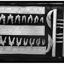 Images of Thylacine teeth, 1870